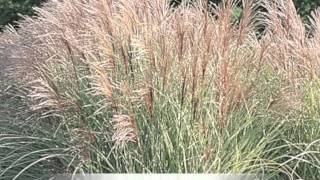 Miscanthus sinensis variegatus Maiden grass [upl. by Shantha264]