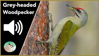 Greyheaded Woodpecker  Sounds [upl. by Salem]