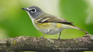 Blueheaded Vireo Song [upl. by Anitnemelc]