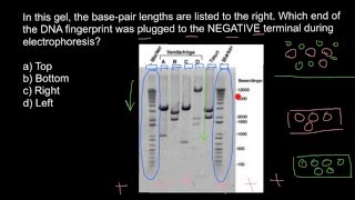 Basics of the gel electrophoresis [upl. by Drahser947]