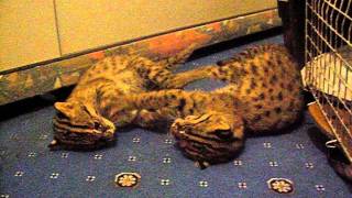 10 weeks old fishing cat Prionailurus viverrinus females [upl. by Vinay]