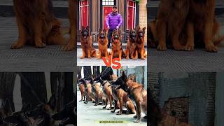 ❌ShowdownGerman Shepherd vs Malinois dog dogtraining germanshepherd malinois pets workingdog [upl. by Tressa]