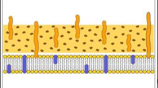 Gram stain 1mp4 [upl. by Rehteh754]