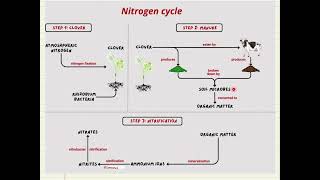 Nitrogen Cycle [upl. by Mcquade]