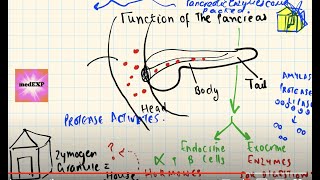 What is a zymogen Introduction to pancreatic enzymes EASY TO UNDERSTAND [upl. by Dewees]