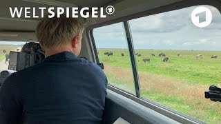 Hungersnot bei Wildtieren im niederländischen Naturschutzgebiet [upl. by Nylrebma]