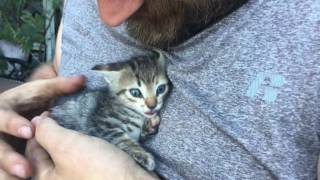 Cute Hissing Kitten [upl. by Odyssey]