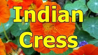 Indian Cress  Tropaeolum majus HD Video 01 [upl. by Tupler]