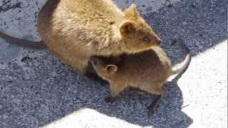 Quokka with baby [upl. by Nais]