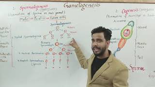 Gametogenesis युगमक जनन and spermatogenesis शुक्राणु जनन and structure of sperm [upl. by Notwal122]