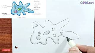 9th FB Biology Diagram 05Amoeba Proteus Diagram [upl. by Teria]