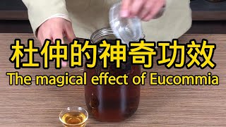 杜仲的功效與作用 The efficacy and function of Eucommia ulmoides [upl. by Flor]