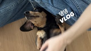 VLOG 세젤귀 댕댕이 닥스훈트 지니와의 썸머 브이로그 [upl. by Horlacher]