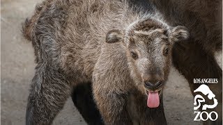 Sichuan Takin Babies at the LA Zoo [upl. by Laureen]