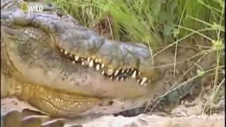 Ataque Animal  O grande Crocodilo do Nilo  Documentário  Dublado  National Geographic HD [upl. by Yelwah]