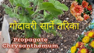 गोदावरी सार्ने सजिलो तरिका  How to propagate Chrysanthemum chandrascreation gardening [upl. by Averat]