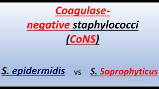 Coagulasenegative staphylococci S epidermidis vs S Saprophyticus [upl. by Jecon]