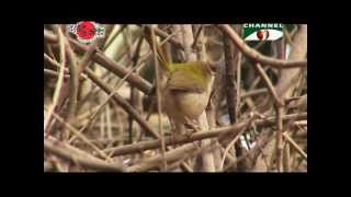 Nature and Life Episode 140 Birds of Reed lands amp Bushes [upl. by Laurena659]