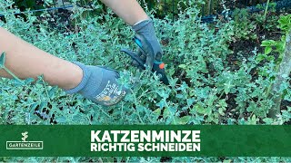 Katzenminze schneiden im Juli  August für eine zweite Blüte Das solltest du beachten [upl. by Eahsel267]