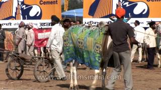 Kila Raipur Sports Festival Rural Olympics Bullock Cart Race [upl. by Ekalb623]