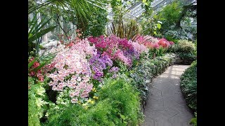 Amazing and Most Beautiful Schizanthus Flowers  Poor Mans Orchid [upl. by Kendrah]