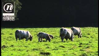 Charolais koeien met kalveren [upl. by Donalt]