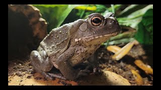 Sonoran Desert Toad Care [upl. by Jedd]