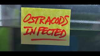 How To Get Rid of Ostracods in Shrimp Tank [upl. by Latsyek51]