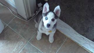 Husky Puppy Talking saying quotI love youquot [upl. by Elleneg]