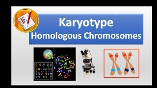 Karyotype and homologous chromosomes [upl. by Aelem]