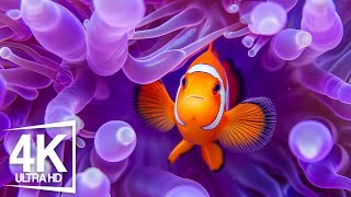 Stunning 4K Aquarium Footage With Relaxing Piano Music  Immersive Yourself In A Colorful Ocean Life [upl. by Efeek]