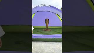 Tent house me saap kha se aagya ⛺️😧😂 shorts ytshorts viralvideos tenthouse [upl. by Ayekan949]