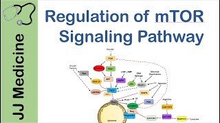 mTOR Signaling Pathway  Nutrient and Cell Stress Regulation [upl. by Goddard253]