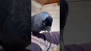 Cute pet jackdaw bird love training birdwatching birds crow raven happy animals india uk [upl. by Olnay]