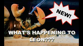 Whats Happening To Leon The Lobster [upl. by Palmer]