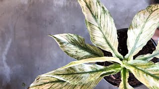 Variegated Peace Lily Varieties for Beginners [upl. by Orlene482]