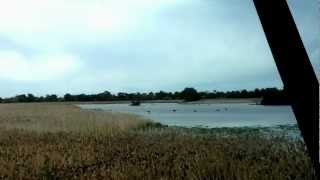 Kangaroos walk on water at Edithvale Seaford Wetlands [upl. by Inalel519]