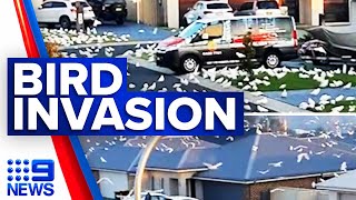 Corella birds take over Shellharbour streets  9 News Australia [upl. by Aninad]