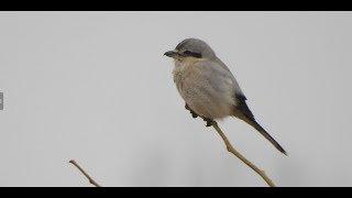 Northern Shrike at Magee Marsh [upl. by Ihtac]