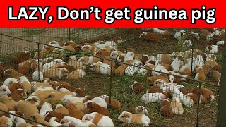 Guinea pig farming If deep cleaning isnt your thing think twice before getting a guinea pig [upl. by Leontyne979]