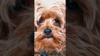 The Dark Reality of YorkiePoo Breeders [upl. by Triplett]