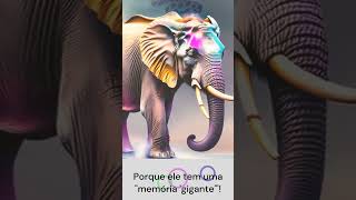 Piada de elefante [upl. by Egiaf]