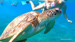 SNORKELING Egypt  Marsa Alam coral reefs and turtles [upl. by Dunlavy178]