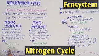 Biochemical cycle  Nitrogen Cycle  Class 12 Biology [upl. by Tansey]