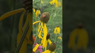 A Spider Makes Itself At Home On Coneflower gardensounds birdsound gardening [upl. by Schwab672]