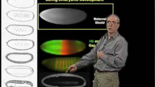 Eric Wieschaus Princeton Part 1 Patterning Development in the Embryo [upl. by Aserahs68]