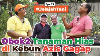 DI KEBUN AZIS GAGAP  Obok2 Tanaman Hiasnya 🪴🪴  Jelajah Tani 27 [upl. by Hairahs]