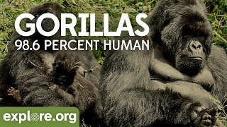 Gorilla Documentary  Gorillas 986 Human  Explore Films [upl. by Avelin447]