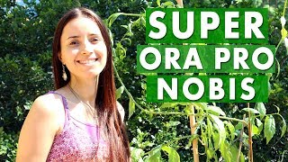 ORA PRO NOBIS  Mais FERRO que a carne  Mais CÃLCIO que o leite [upl. by Kelsi]