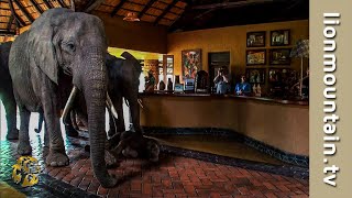 The Elephants that came to dinner 🐘🐘🐘  Mfuwe Lodge Zambia [upl. by Robi]